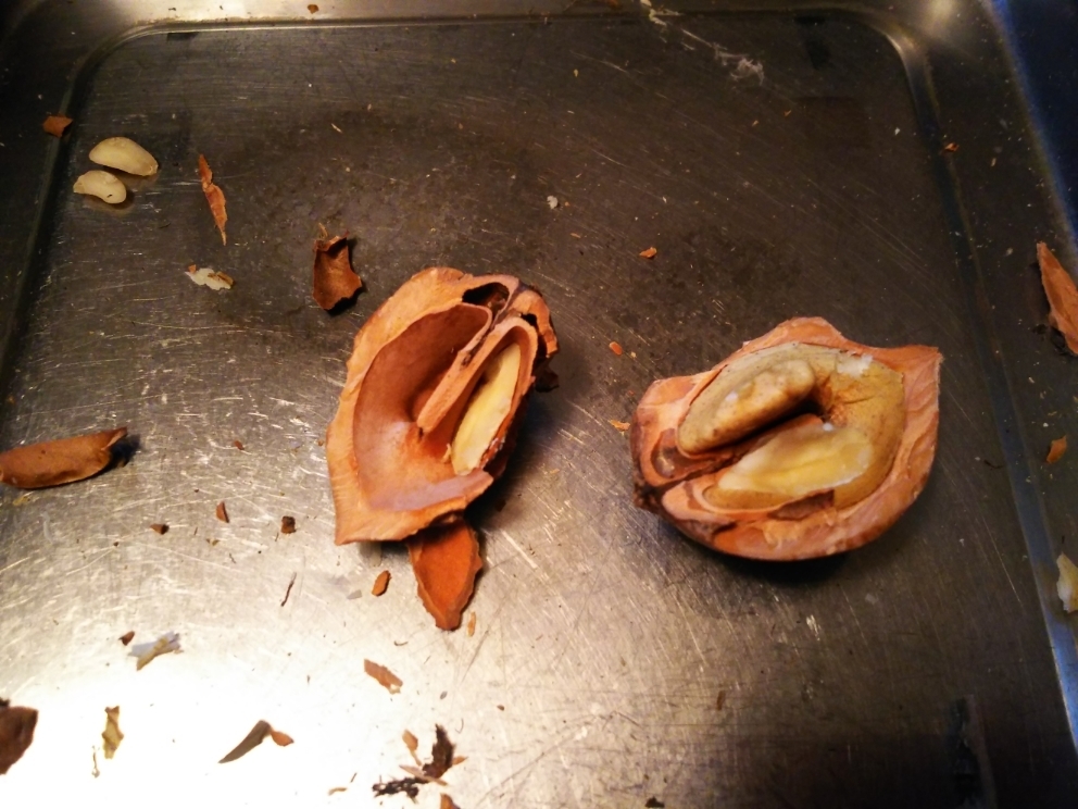 10種類はある おもちの食べ方♪: Dompa堂工房